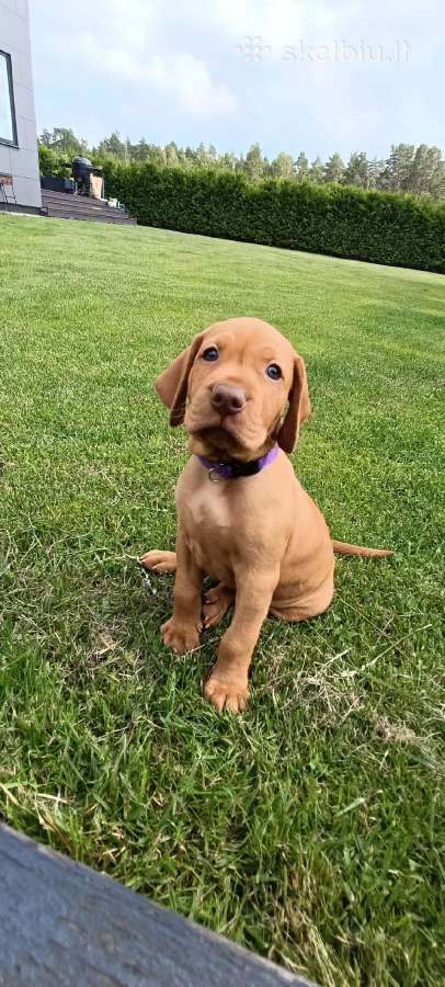 Vizsla Šuniukai pasiruošę keliauti į naujus namus - nuotraukos Nr. 30