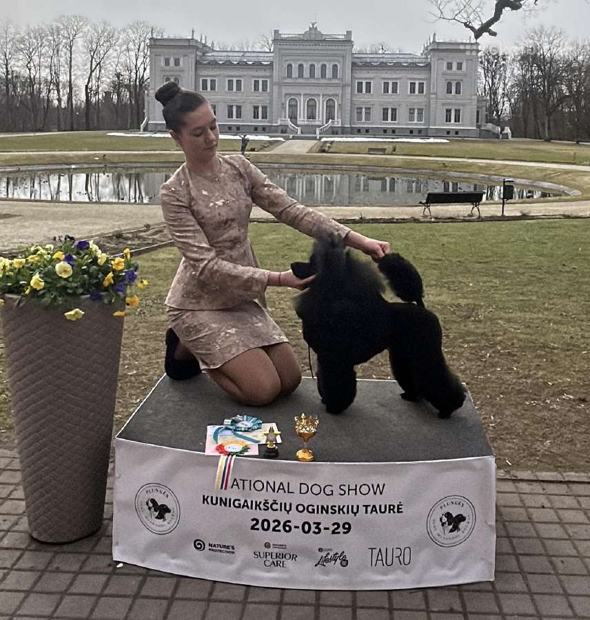 Nykštukinių pudelių vadą su Lkd/fci dokumentais - nuotraukos Nr. 10
