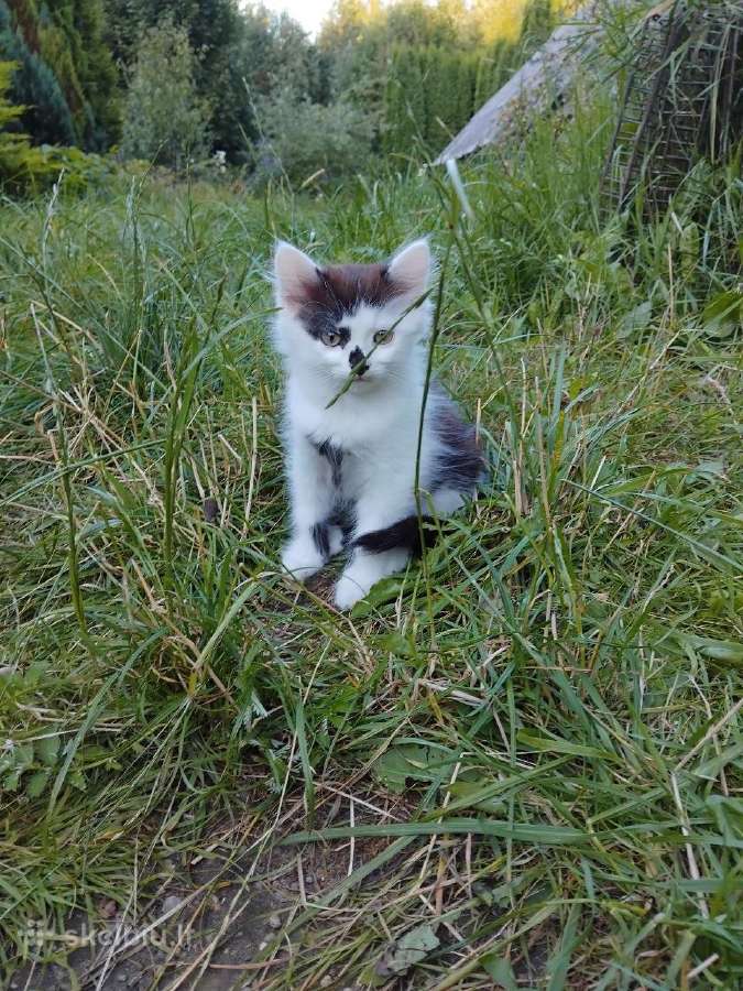 Dovanoju mažą katinėlį - nuotraukos Nr. 4