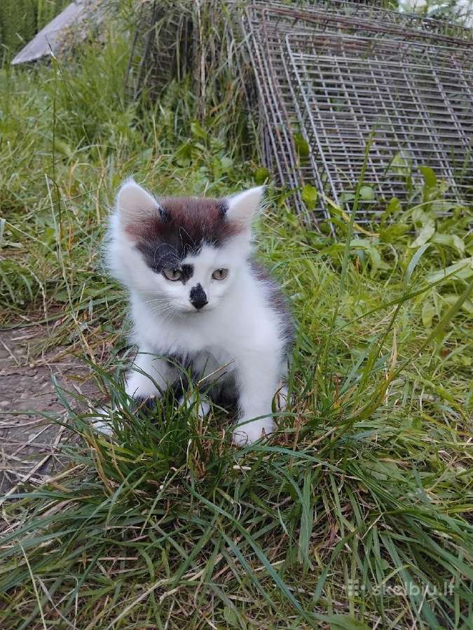 Dovanoju mažą katinėlį - nuotraukos Nr. 2