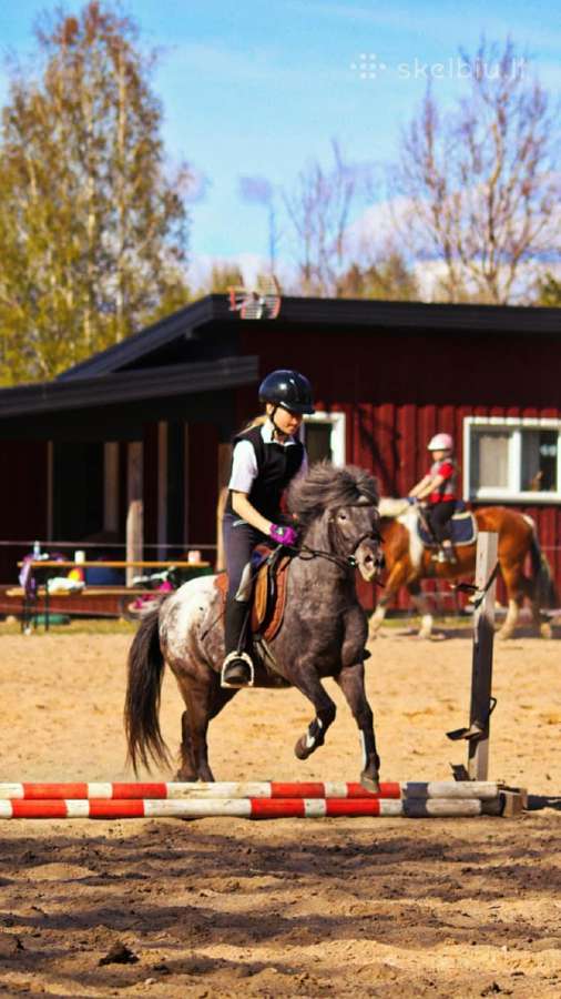 Apalūza spalvos poni kumelė - nuotraukos Nr. 2