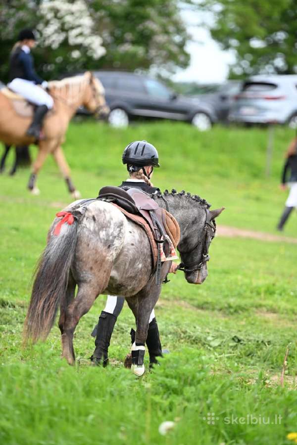 Apalūza spalvos poni kumelė - nuotraukos Nr. 3