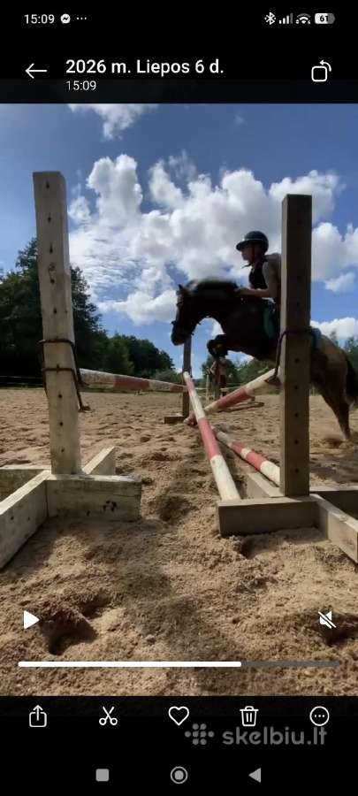 Apalūza spalvos poni kumelė - nuotraukos Nr. 5