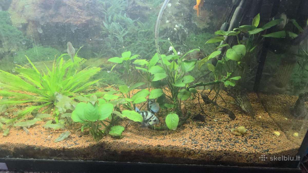 Juvel 120l su viskuom - nuotraukos Nr. 3