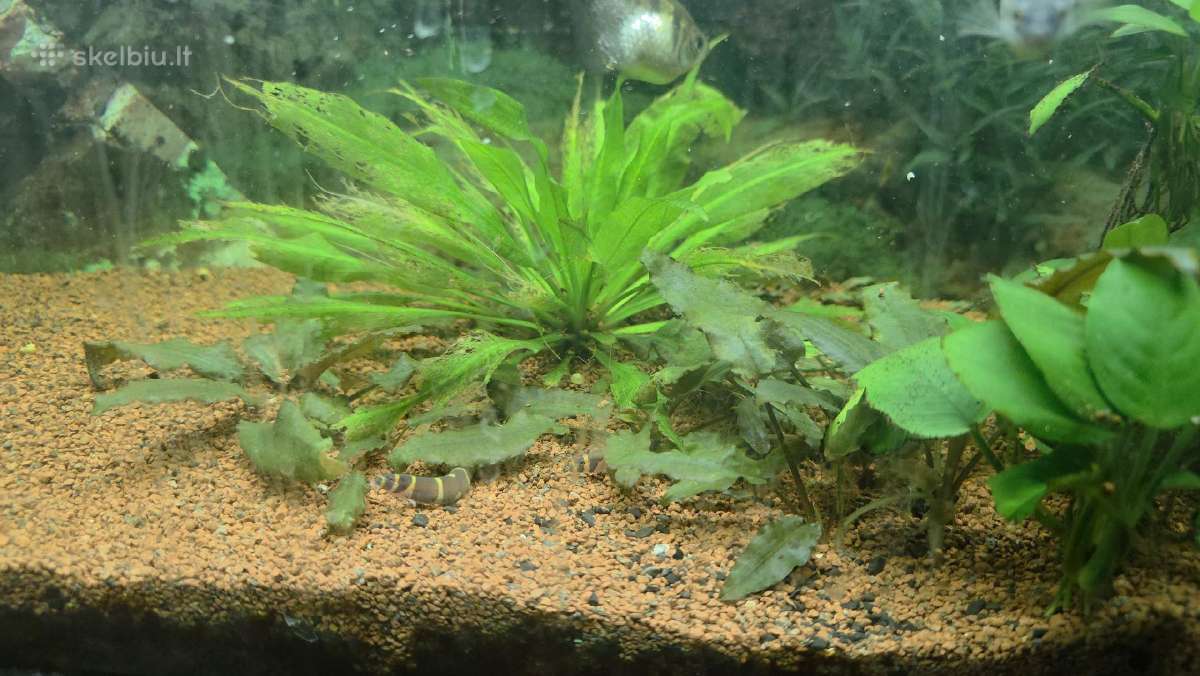 Juvel 120l su viskuom - nuotraukos Nr. 4