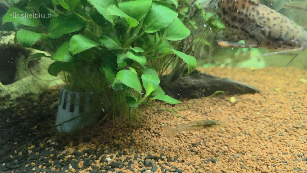 Juvel 120l su viskuom - nuotraukos Nr. 5