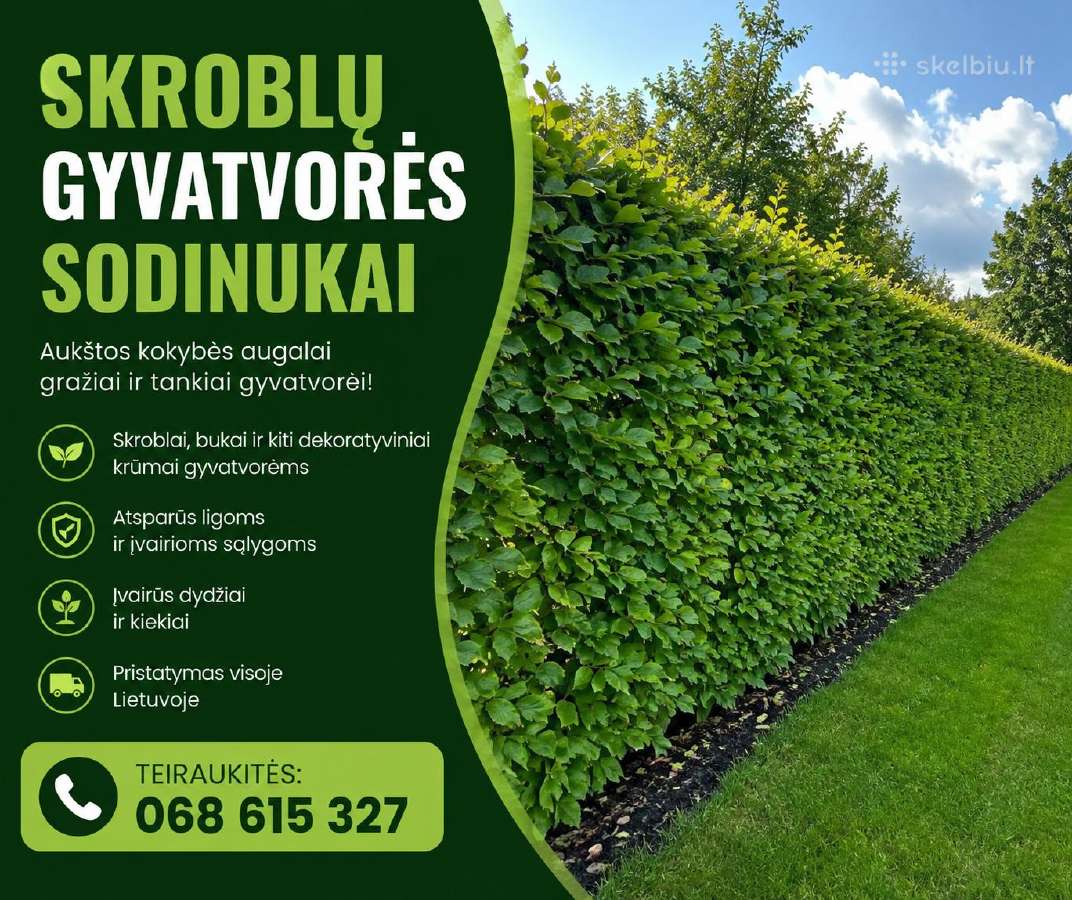 Skroblai, bukai, pušys, ligustras,gudobelės - nuotraukos Nr. 2