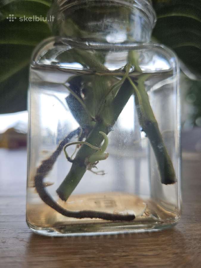 Philodendron Melanochrysum karpiniai - nuotraukos Nr. 7