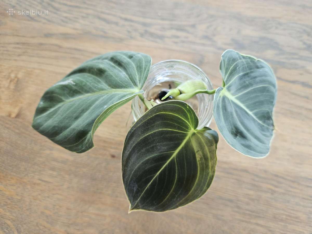 Philodendron Melanochrysum karpiniai - nuotraukos Nr. 6