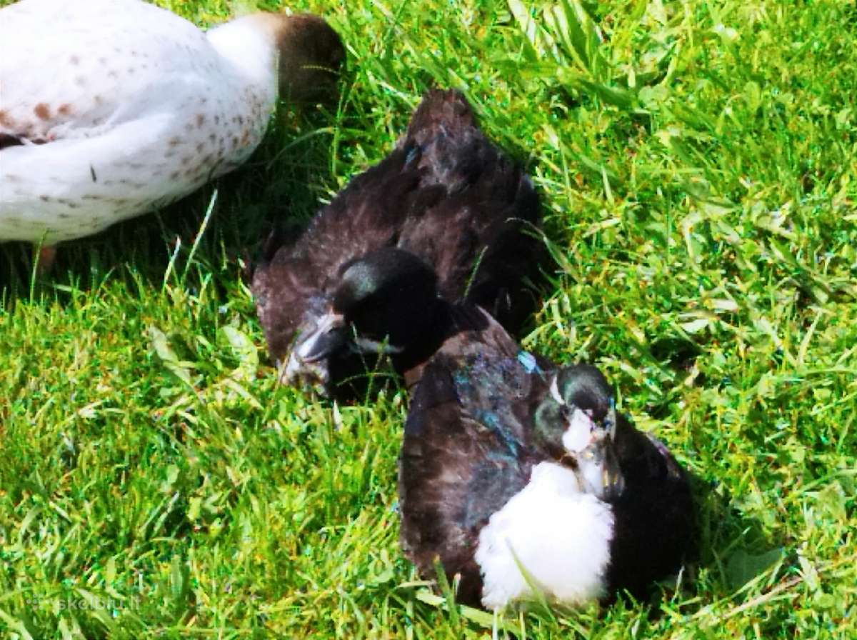 Parduodamos bantaminės call duck antytės - nuotraukos Nr. 4