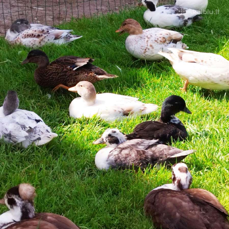 Parduodamos bantaminės call duck antytės - nuotraukos Nr. 2