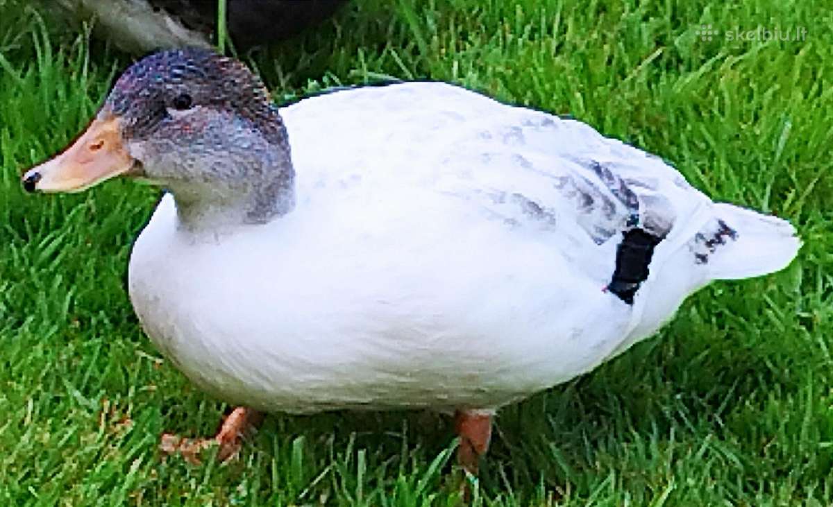 Parduodamos bantaminės call duck antytės - nuotraukos Nr. 6