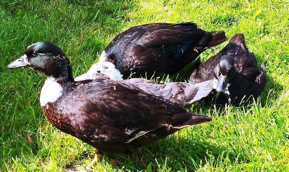Parduodamos bantaminės call duck antytės - nuotraukos Nr. 5