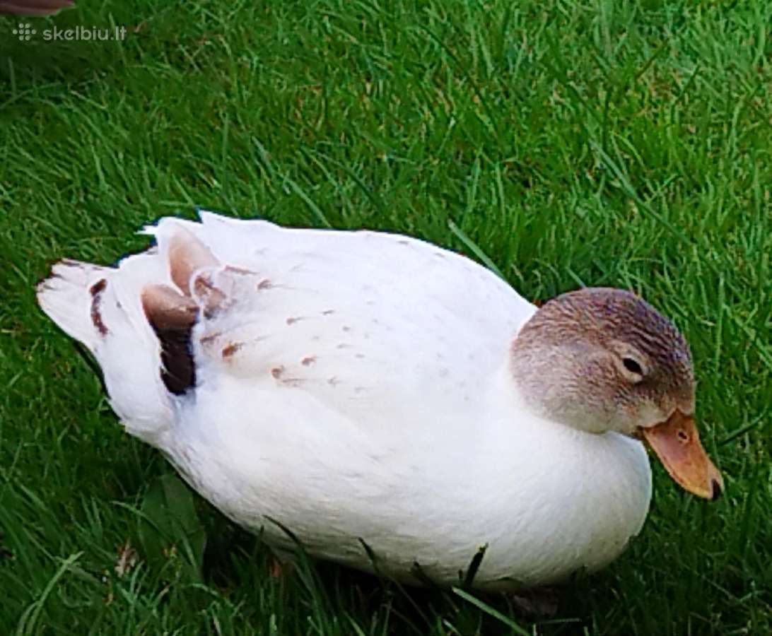 Parduodamos bantaminės call duck antytės - nuotraukos Nr. 7