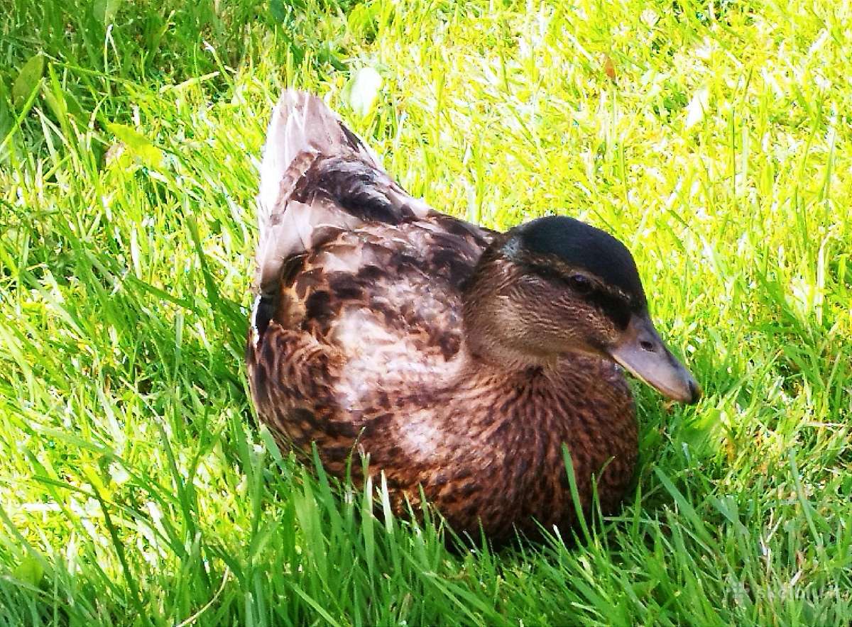 Parduodamos bantaminės call duck antytės - nuotraukos Nr. 8