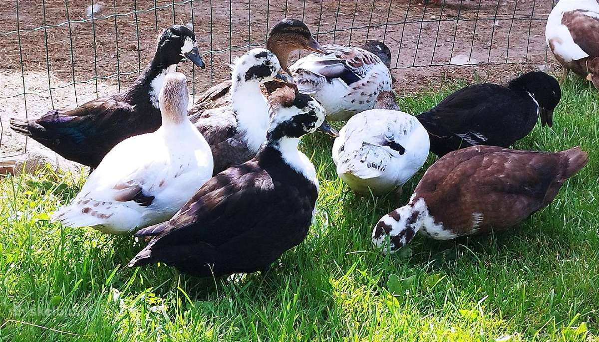 Parduodamos bantaminės call duck antytės - nuotraukos Nr. 3