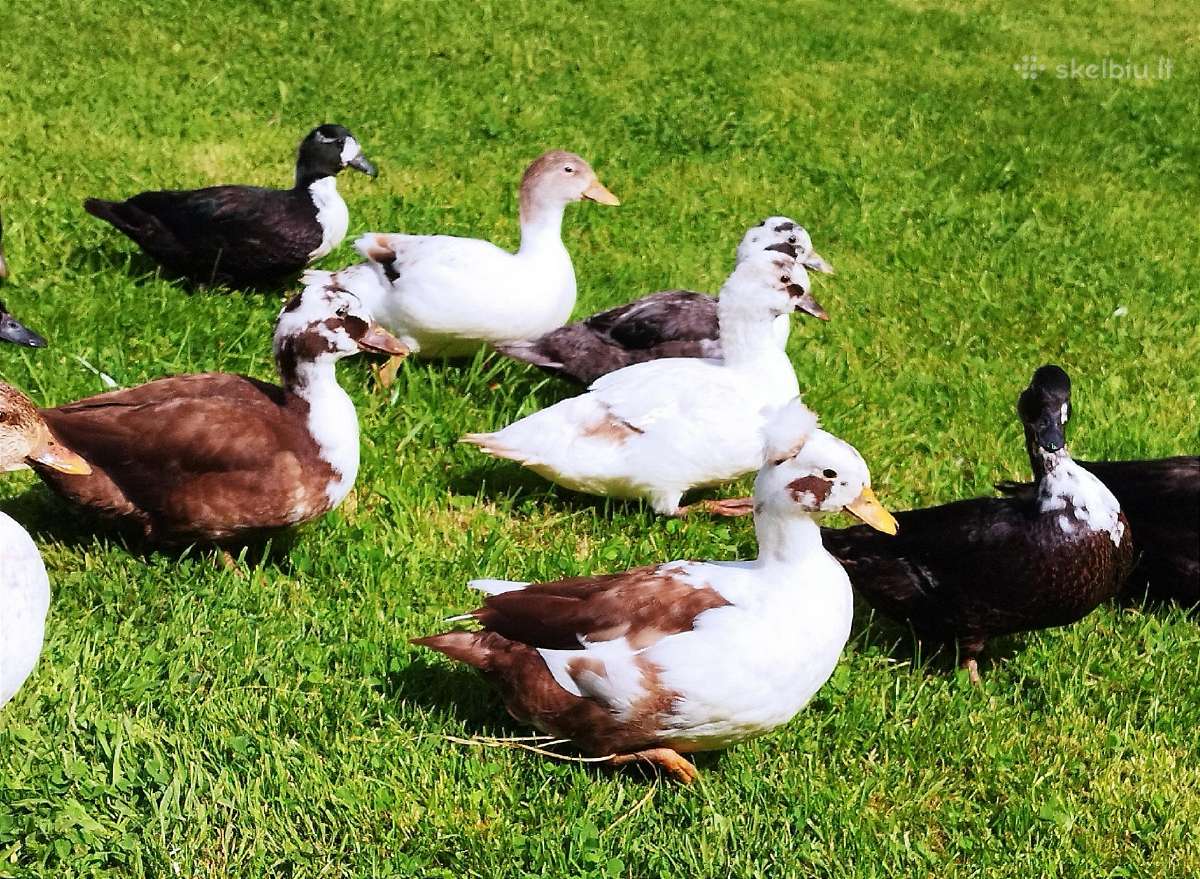 Parduodamos bantaminės call duck antytės - nuotraukos Nr. 11