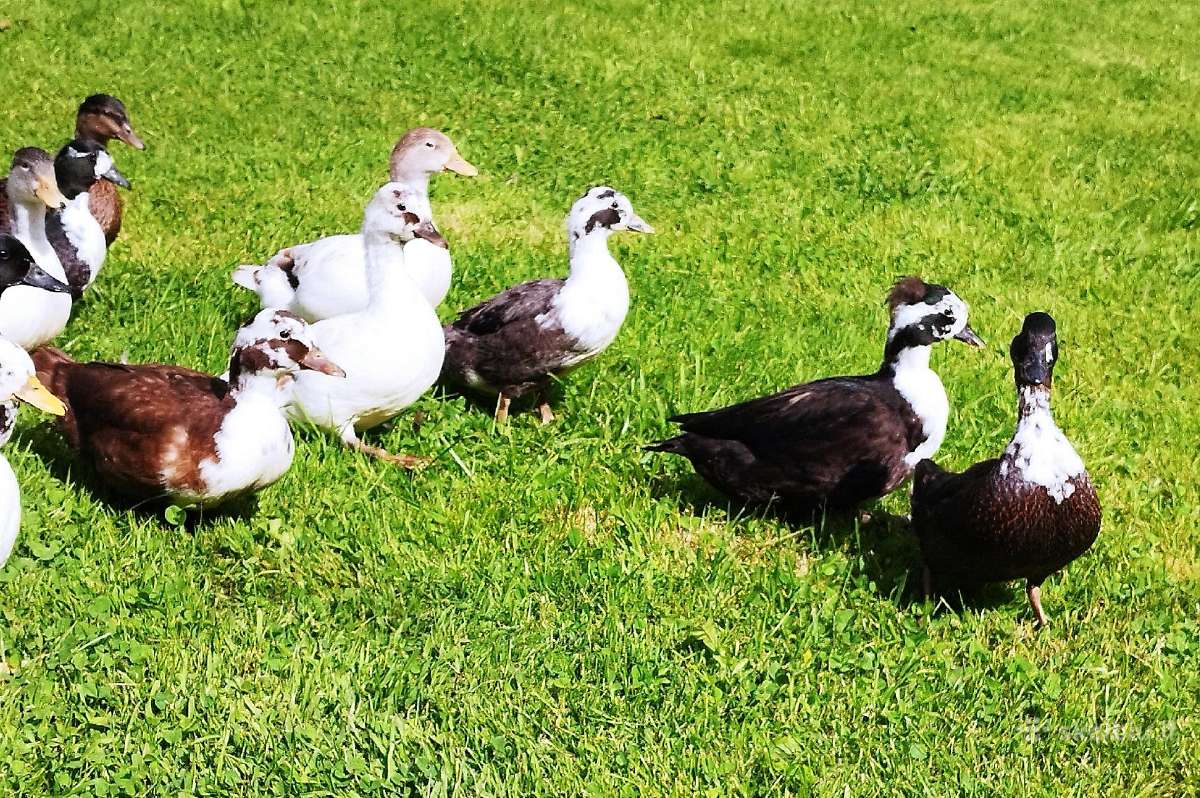 Parduodamos bantaminės call duck antytės - nuotraukos Nr. 12