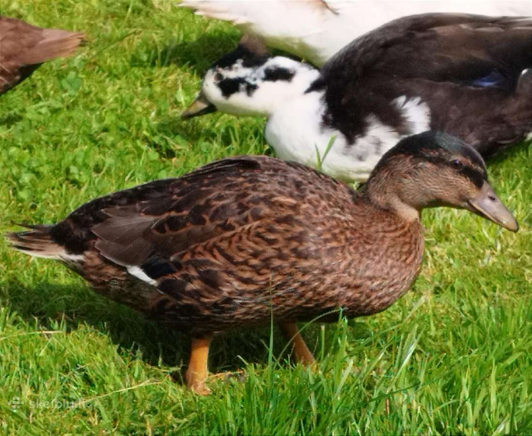 Parduodamos bantaminės call duck antytės - nuotraukos Nr. 9