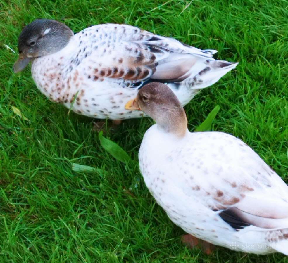 Parduodamos bantaminės call duck antytės - nuotraukos Nr. 13