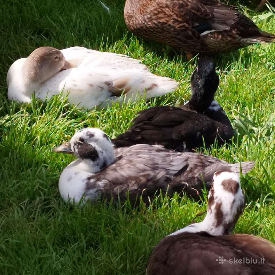 Parduodamos bantaminės call duck antytės - nuotraukos Nr. 14