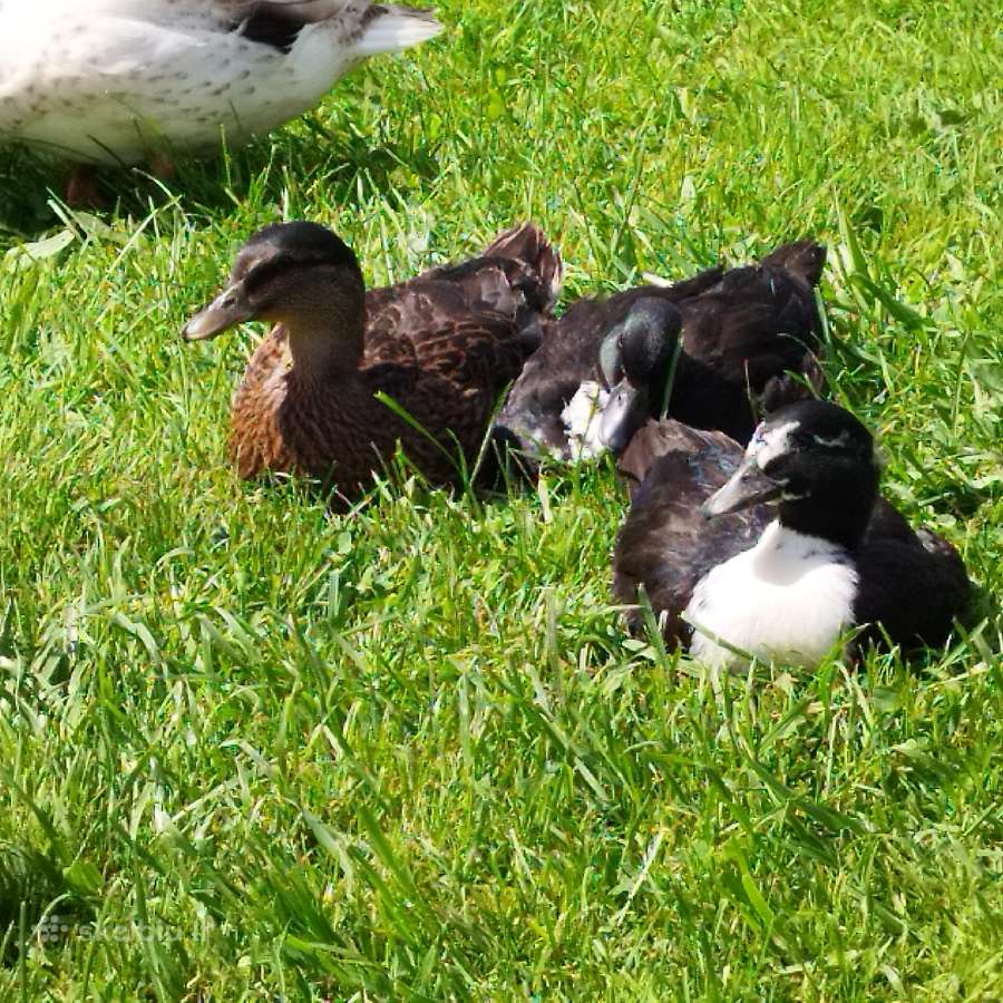 Parduodamos bantaminės call duck antytės - nuotraukos Nr. 15
