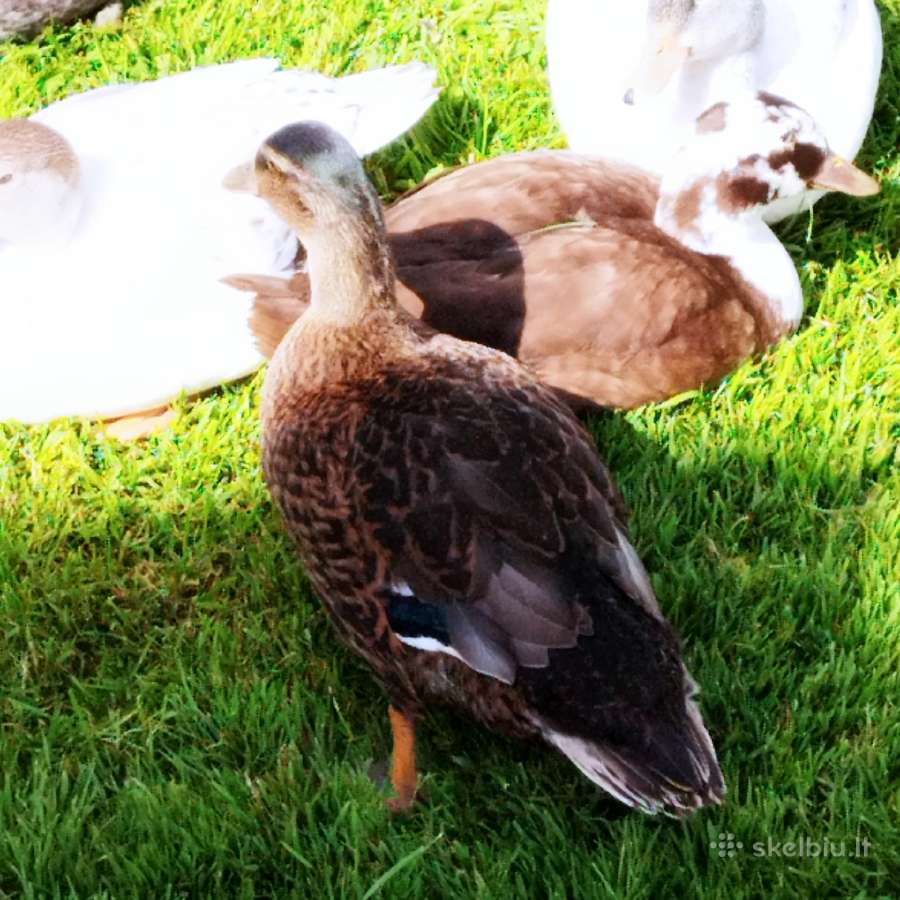 Parduodamos bantaminės call duck antytės - nuotraukos Nr. 10