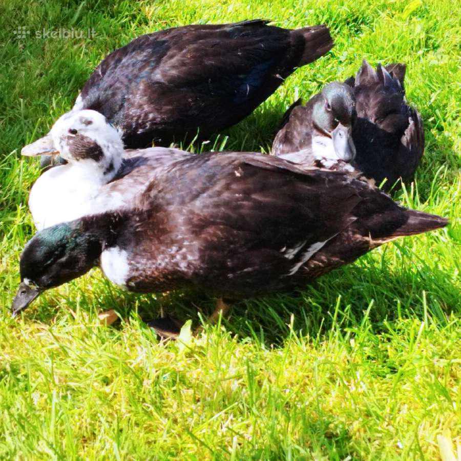 Parduodamos bantaminės call duck antytės - nuotraukos Nr. 16