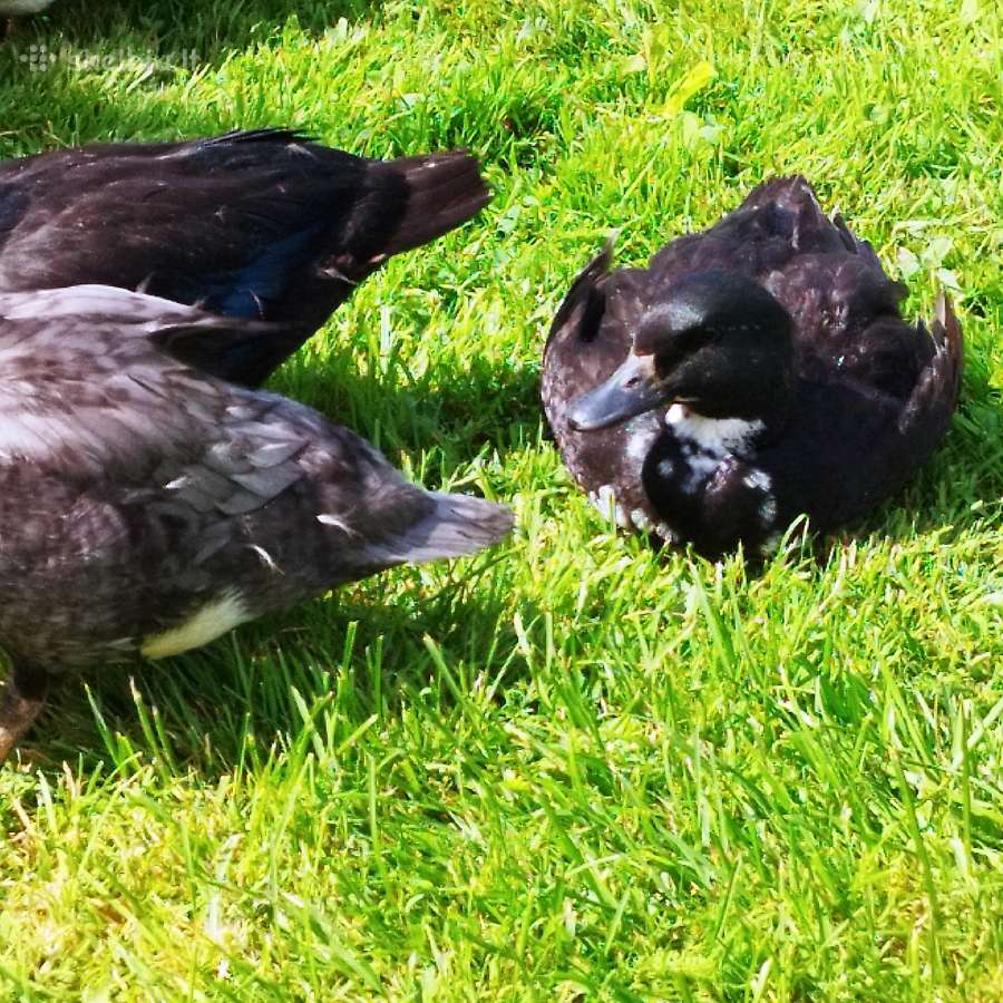 Parduodamos bantaminės call duck antytės - nuotraukos Nr. 17