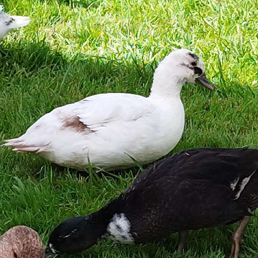 Parduodamos bantaminės call duck antytės - nuotraukos Nr. 18