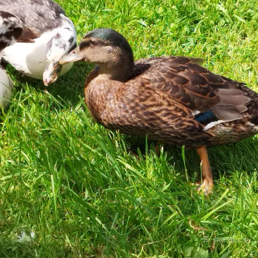 Parduodamos bantaminės call duck antytės - nuotraukos Nr. 19