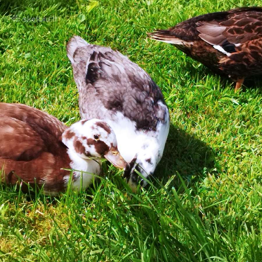 Parduodamos bantaminės call duck antytės - nuotraukos Nr. 20