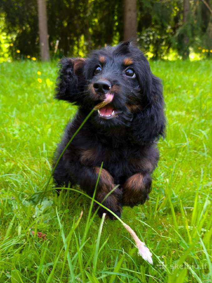 Cockapoo - nuotraukos Nr. 2