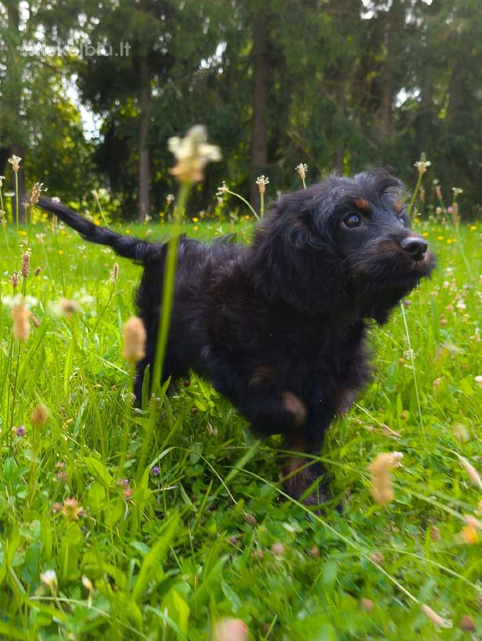 Cockapoo - nuotraukos Nr. 3
