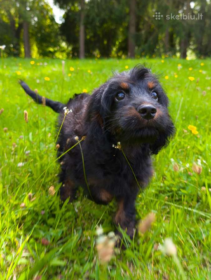 Cockapoo - nuotraukos Nr. 5