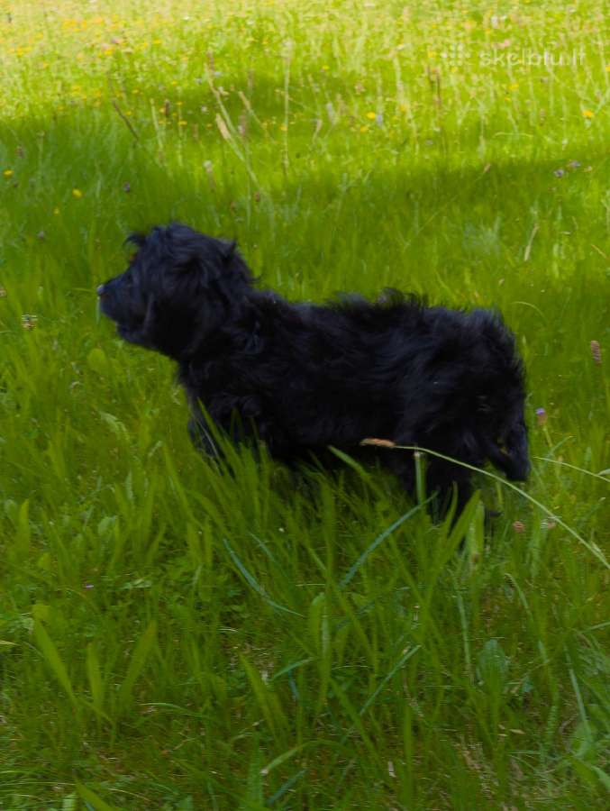 Cockapoo - nuotraukos Nr. 6