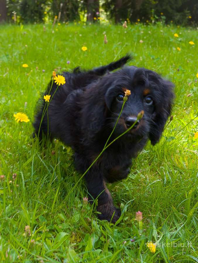 Cockapoo - nuotraukos Nr. 7