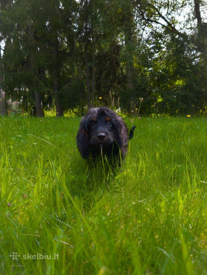 Cockapoo - nuotraukos Nr. 8