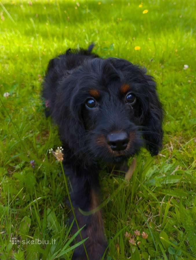 Cockapoo - nuotraukos Nr. 9