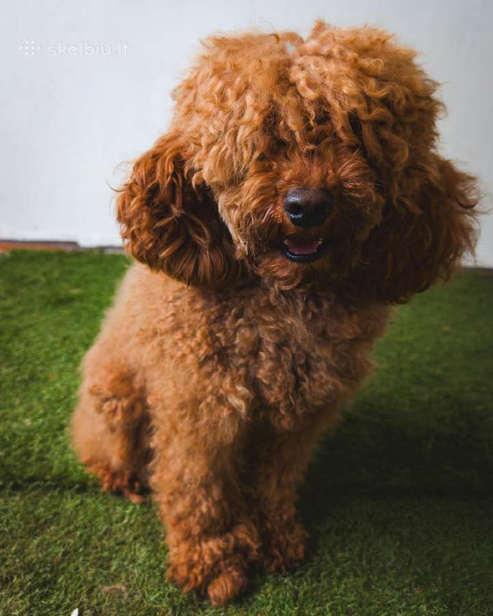 Cockapoo - nuotraukos Nr. 11