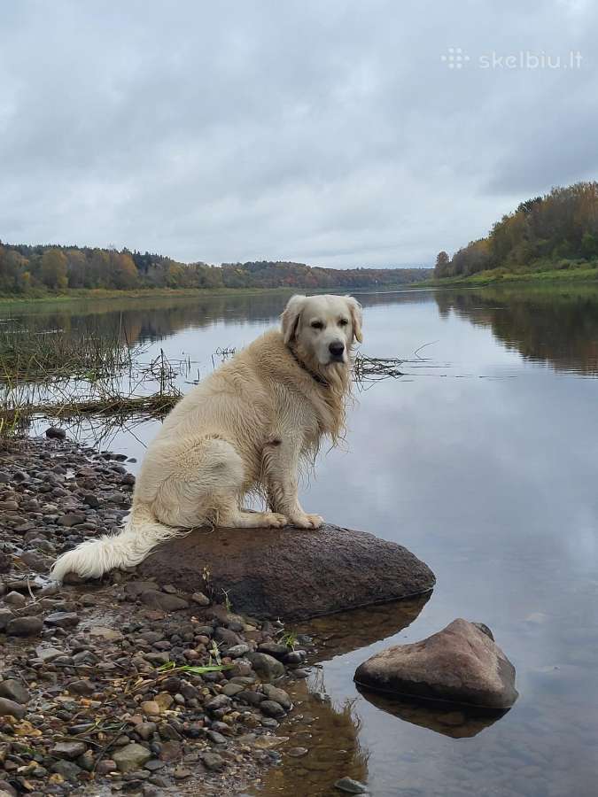 Auksaspalviai retriveriai - nuotraukos Nr. 8