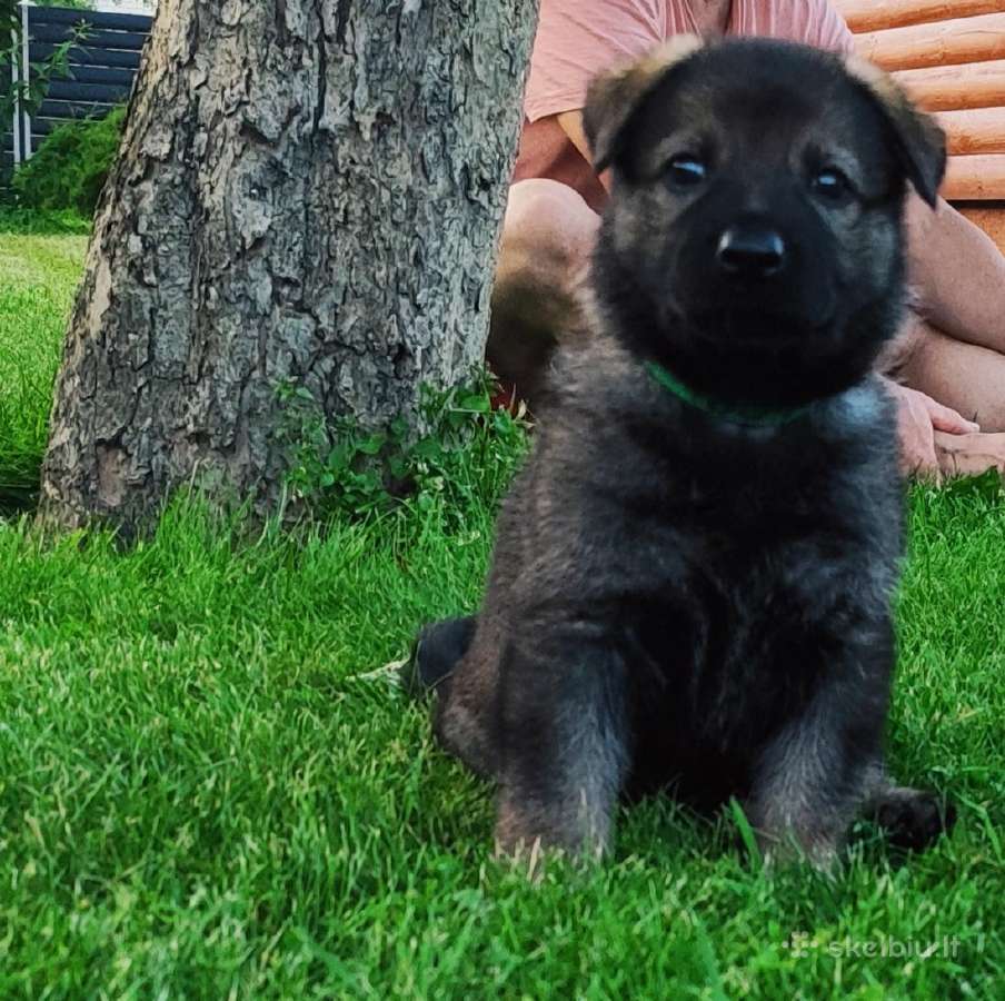 Parduodu vokiečių aviganių šuniukus - nuotraukos Nr. 18