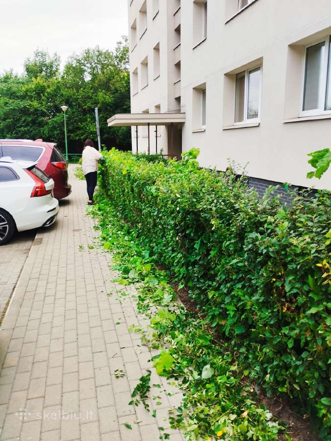 Vejos aeravimas, vejos atkūrimas, medžių genėjima - nuotraukos Nr. 5