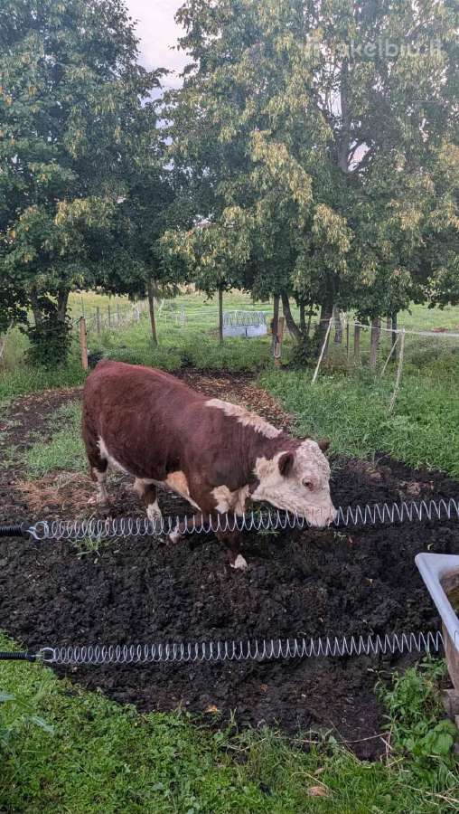 Parduodu 10 mėn. herefordų veislės veršelį - nuotraukos Nr. 2