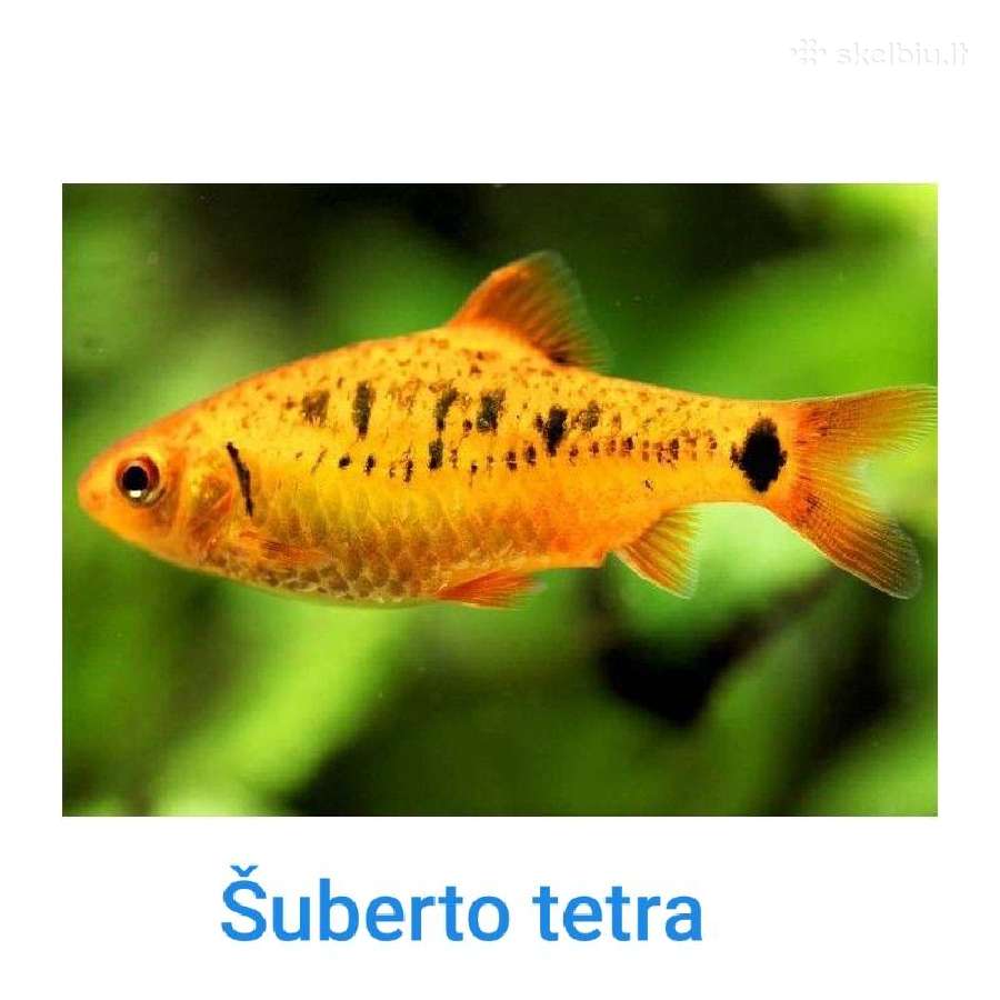 Juvel 120l su viskuom - nuotraukos Nr. 10