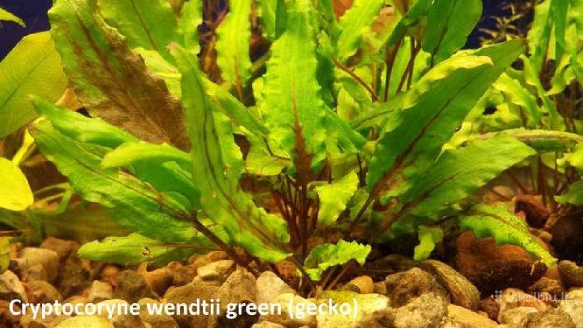 Juvel 120l su viskuom - nuotraukos Nr. 13