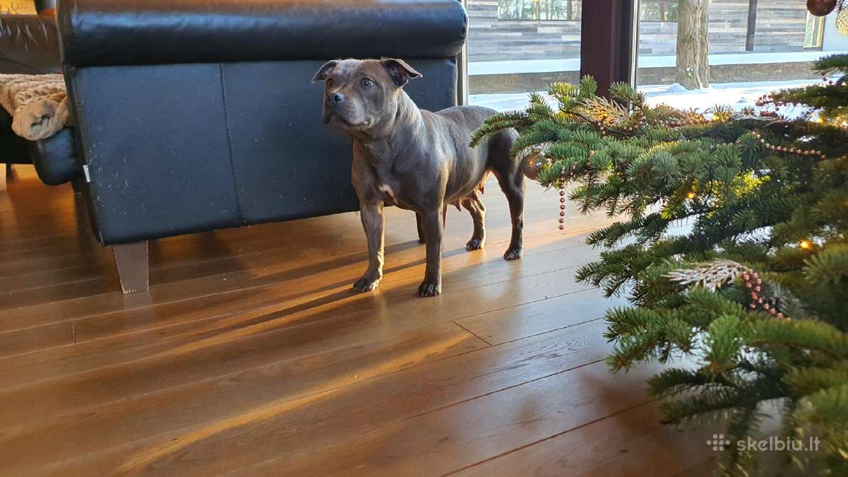 Parduodami Anglų Staffordshyro bullterjero šuniuka - nuotraukos Nr. 6