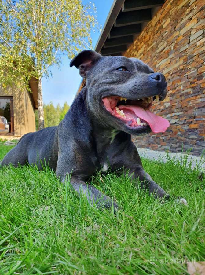 Parduodami Anglų Staffordshyro bullterjero šuniuka - nuotraukos Nr. 7