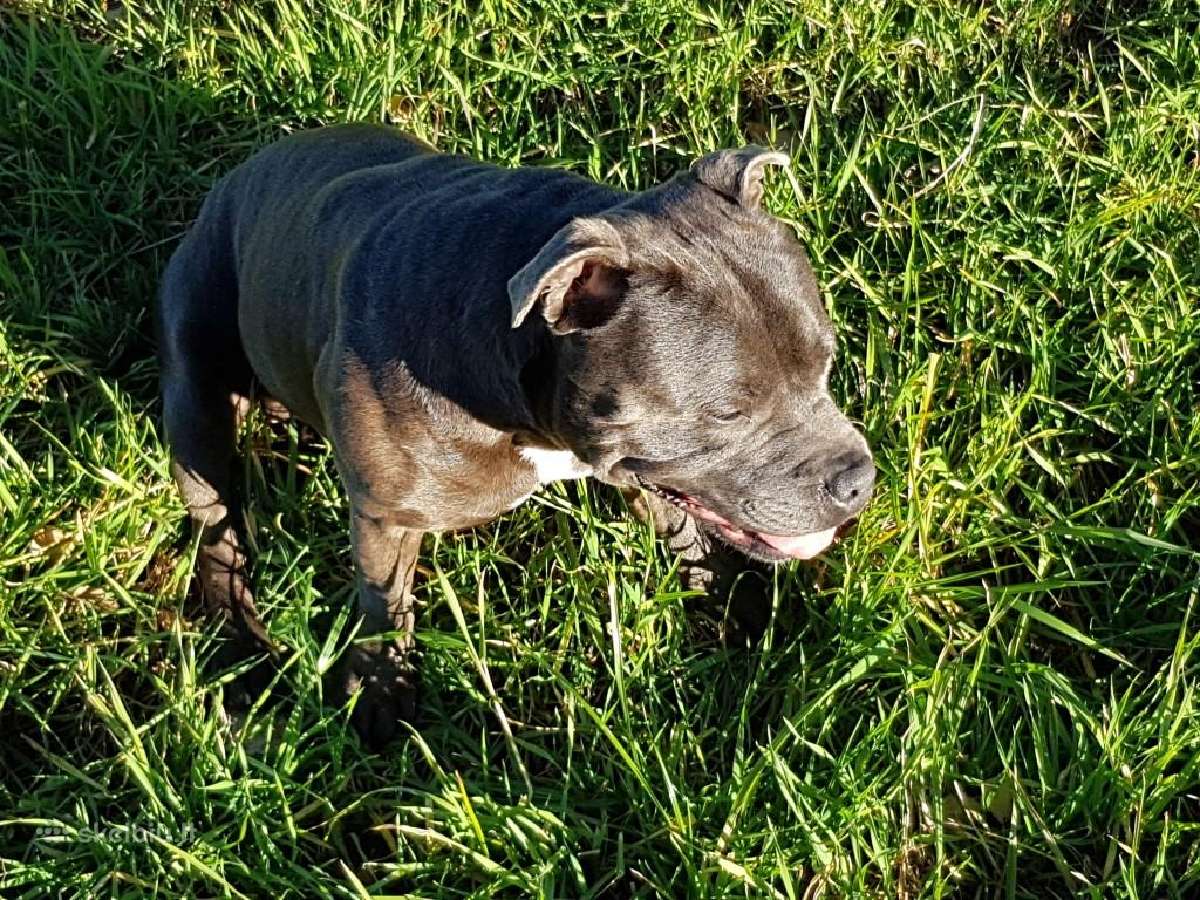 Parduodami Anglų Staffordshyro bullterjero šuniuka - nuotraukos Nr. 8