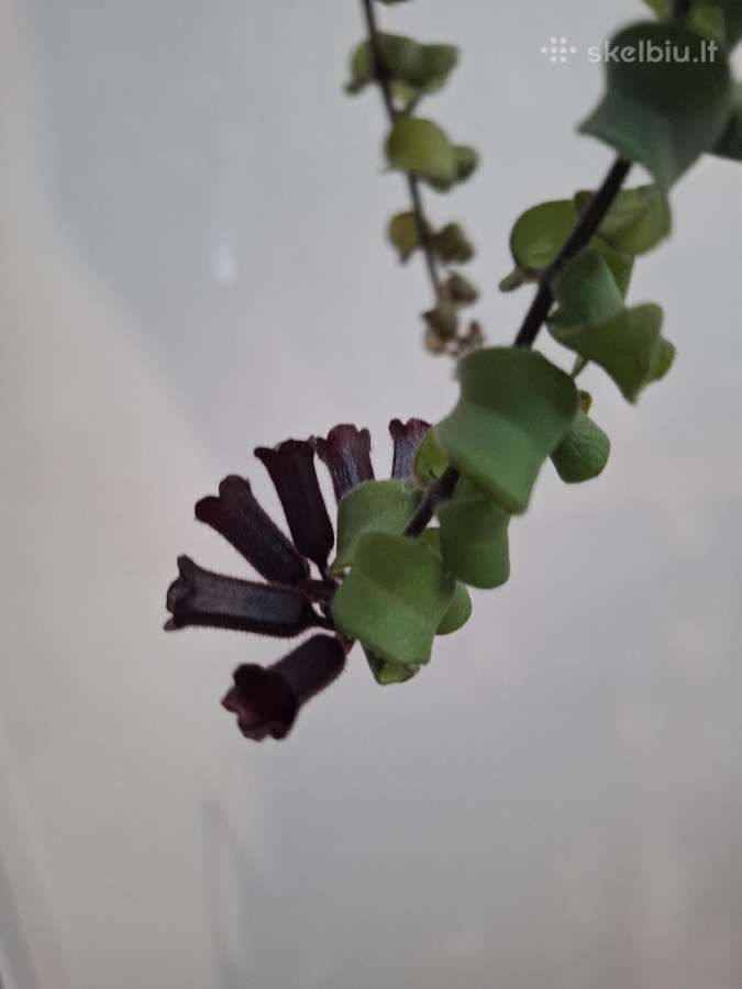 Aeschynanthus japhrolepis Twister - nuotraukos Nr. 2